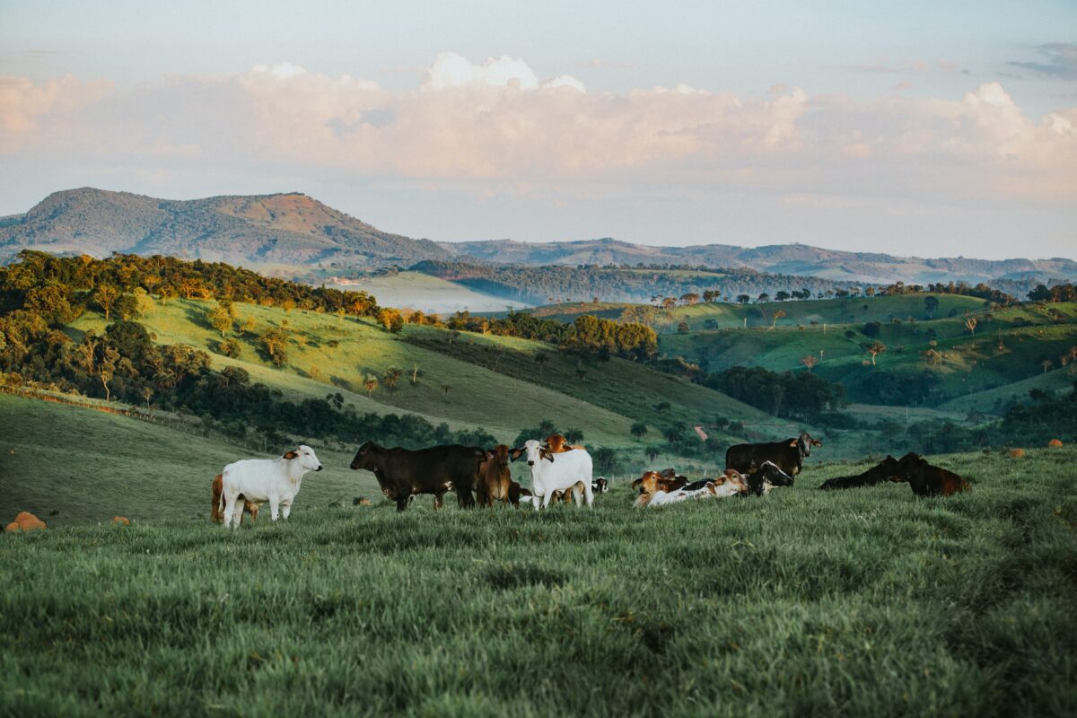 Photo by Helena Lopes from Pexels: https://www.pexels.com/photo/herd-of-cattle-in-daytime-841303/